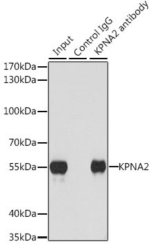 KPNA2 Antibody in Immunoprecipitation (IP)