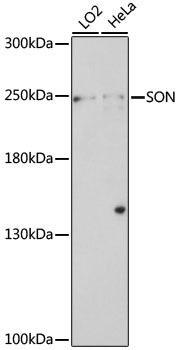 SON Antibody in Western Blot (WB)