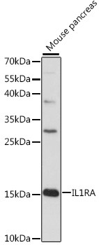 IL1RA Antibody in Western Blot (WB)