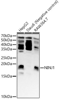 Ninjurin 1 Antibody in Western Blot (WB)