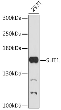 SLIT1 Antibody in Western Blot (WB)