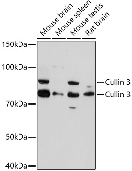 Cullin 3 Antibody in Western Blot (WB)