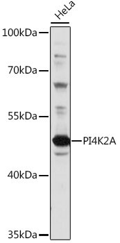 PI4K2A Antibody in Western Blot (WB)