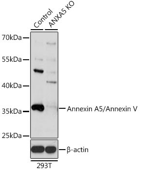 Annexin V Antibody in Western Blot (WB)