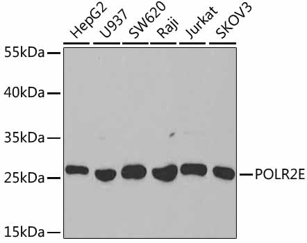 POLR2E Antibody in Western Blot (WB)