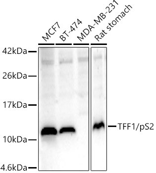 TFF1 Antibody in Western Blot (WB)