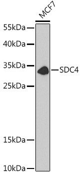Syndecan 4 Antibody in Western Blot (WB)