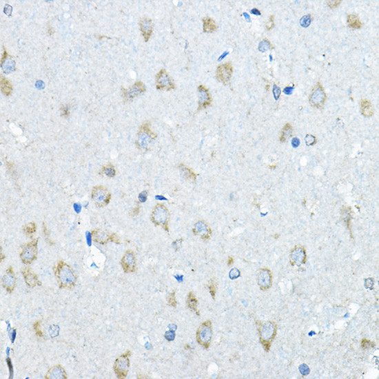 Iduronate 2 Sulfatase Antibody in Immunohistochemistry (Paraffin) (IHC (P))