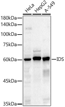 Iduronate 2 Sulfatase Antibody in Western Blot (WB)