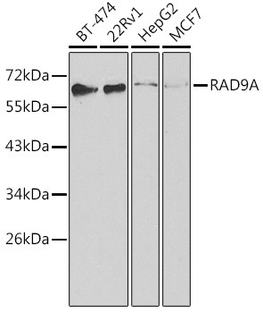 RAD9 Antibody in Western Blot (WB)