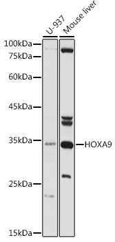 HOXA9 Antibody in Western Blot (WB)