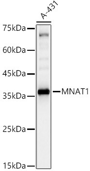 MNAT1 Antibody in Western Blot (WB)