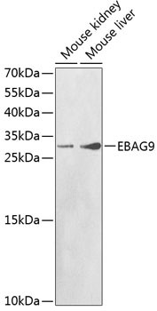 EBAG9 Antibody in Western Blot (WB)