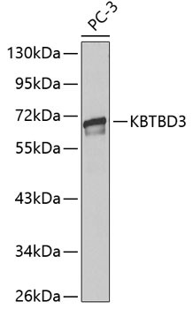 KBTBD3 Antibody in Western Blot (WB)