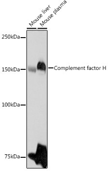 Complement Factor H Antibody in Western Blot (WB)