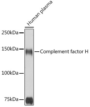 Complement Factor H Antibody in Western Blot (WB)