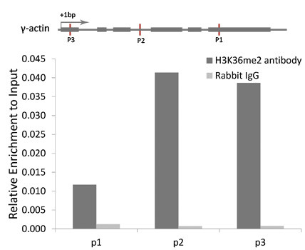 H3K36me2 Antibody in ChIP Assay (ChIP)