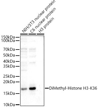 H3K36me2 Antibody in Western Blot (WB)