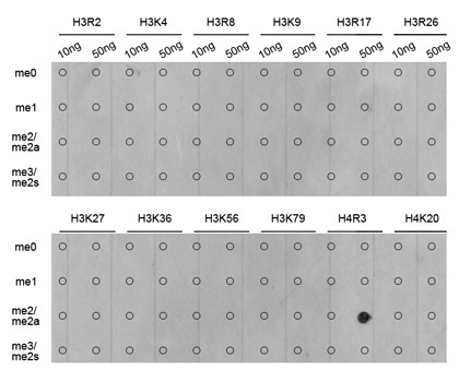 H4R3me2a Antibody in Dot Blot (DB)