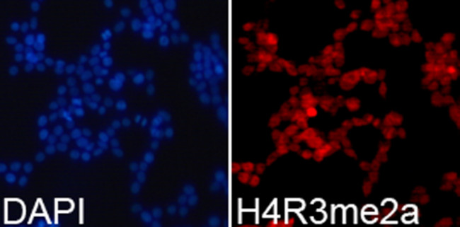 H4R3me2a Antibody in Immunocytochemistry (ICC/IF)