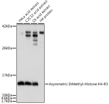 H4R3me2a Antibody in Western Blot (WB)