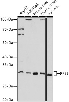 RPS3 Antibody in Western Blot (WB)