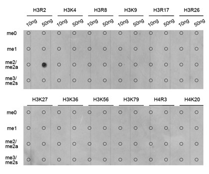 H3R2me2a Antibody in Dot Blot (DB)