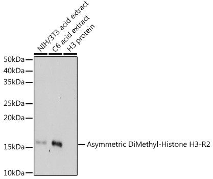 H3R2me2a Antibody in Western Blot (WB)