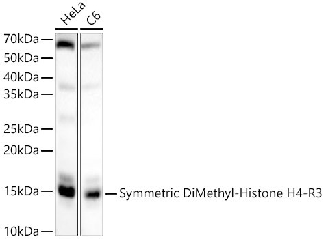 H4R3me2s Antibody in Western Blot (WB)