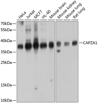 CAPZA1 Antibody in Western Blot (WB)