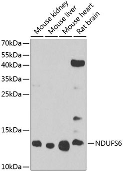 NDUFS6 Antibody in Western Blot (WB)