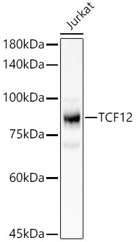 TCF12 Antibody in Western Blot (WB)