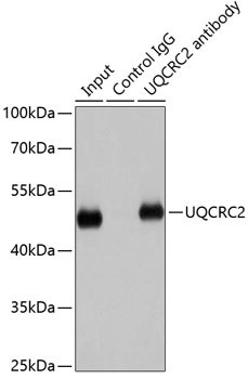 UQCRC2 Antibody in Immunoprecipitation (IP)