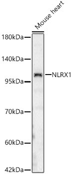 NLRX1 Antibody in Western Blot (WB)