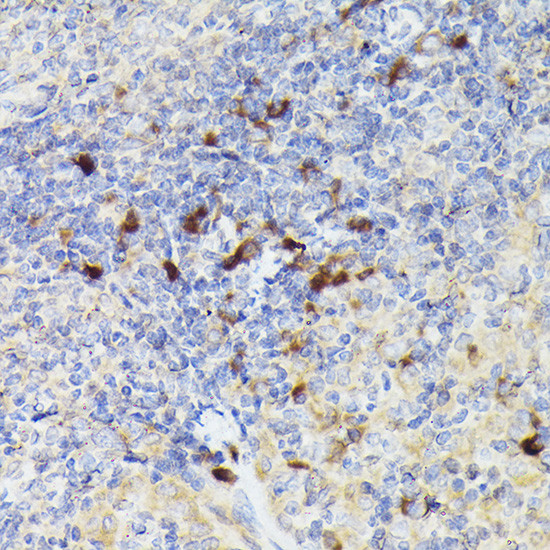 Cathepsin G Antibody in Immunohistochemistry (Paraffin) (IHC (P))