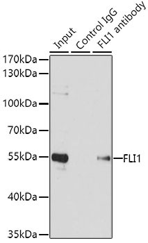 FLI1 Antibody in Immunoprecipitation (IP)