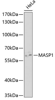 MASP1 Antibody in Western Blot (WB)
