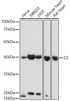 Citrate Synthase Antibody in Western Blot (WB)