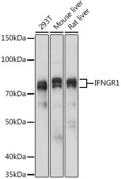 IFNGR1 Antibody in Western Blot (WB)