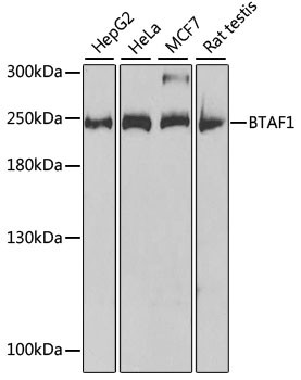 TAF172 Antibody in Western Blot (WB)