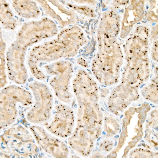 WNT2 Antibody in Immunohistochemistry (Paraffin) (IHC (P))