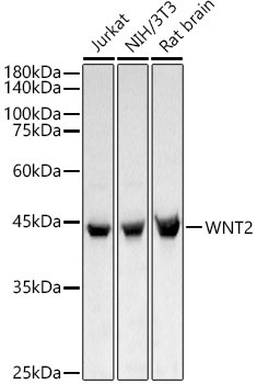 WNT2 Antibody in Western Blot (WB)