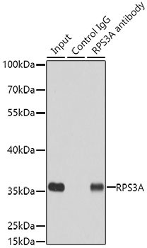 RPS3A Antibody in Immunoprecipitation (IP)