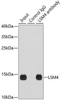 LSM4 Antibody in Immunoprecipitation (IP)