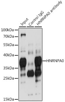 HNRNPA0 Antibody in Immunoprecipitation (IP)