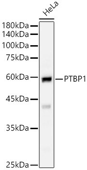 PTBP1 Antibody in Western Blot (WB)