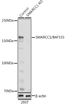 SMARCC1 Antibody in Western Blot (WB)