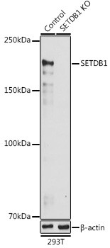 SETDB1 Antibody in Western Blot (WB)