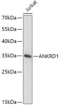 CARP Antibody in Western Blot (WB)