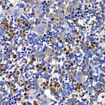 STAMBP Antibody in Immunohistochemistry (Paraffin) (IHC (P))